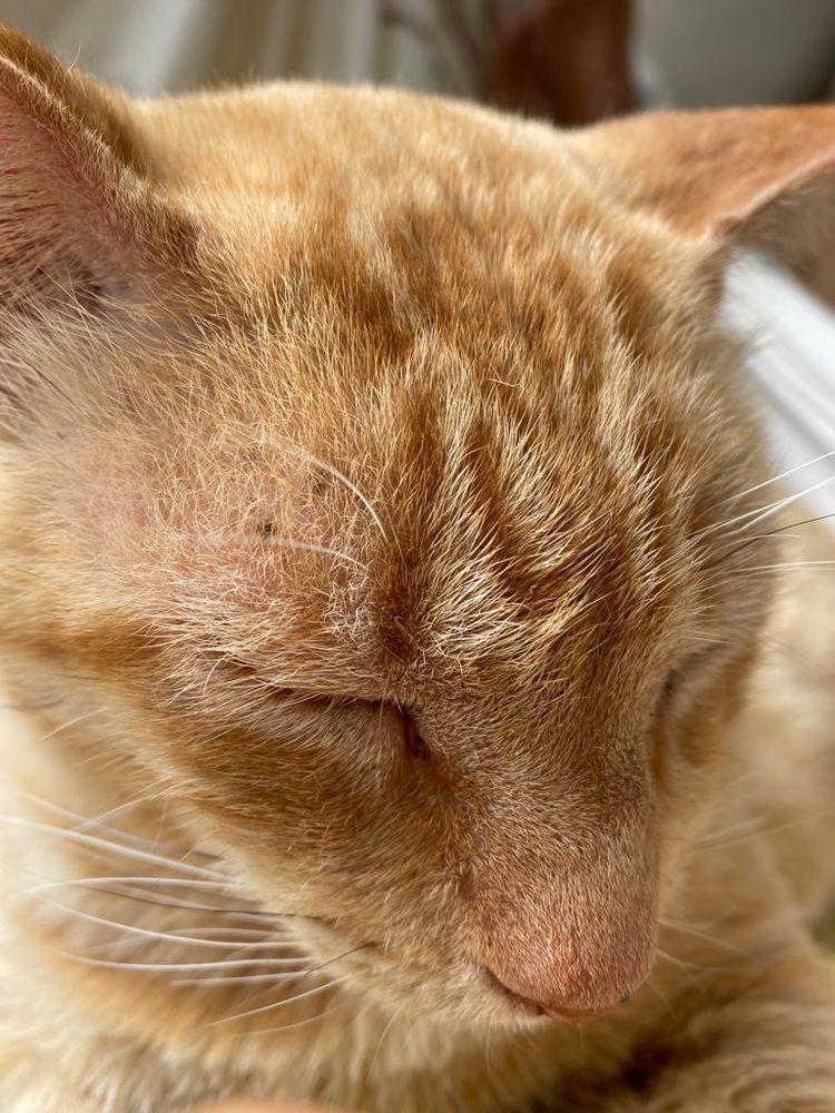 Close de gato laranja dormindo 