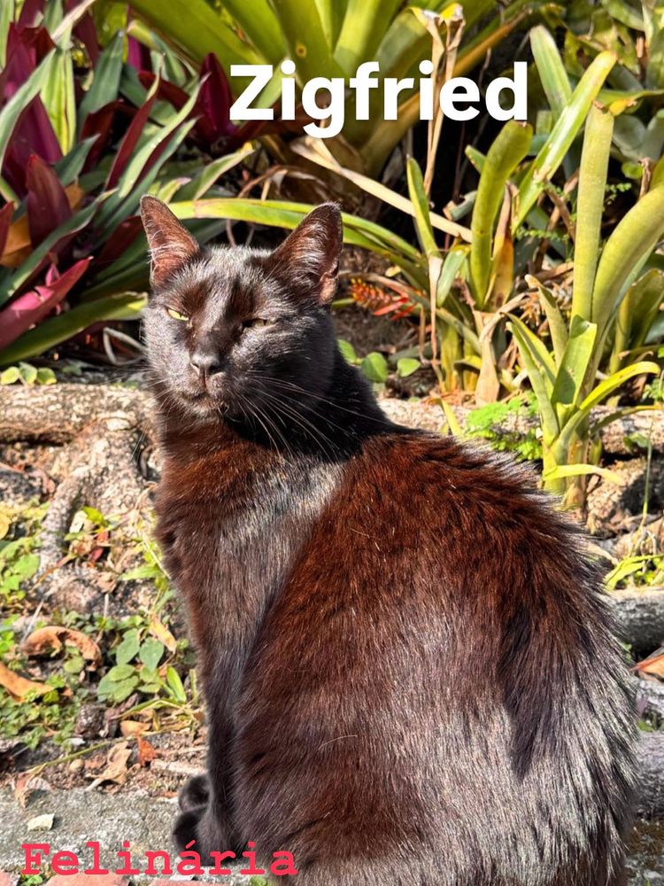 Gato preto sentado no jardim
