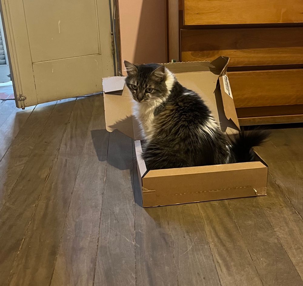 Gata sentada dentro de uma caixa 