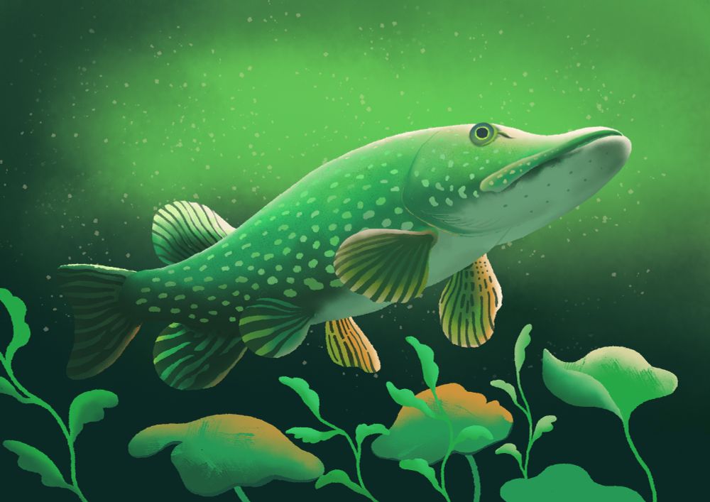 An underwater illustration featuring northern pike.