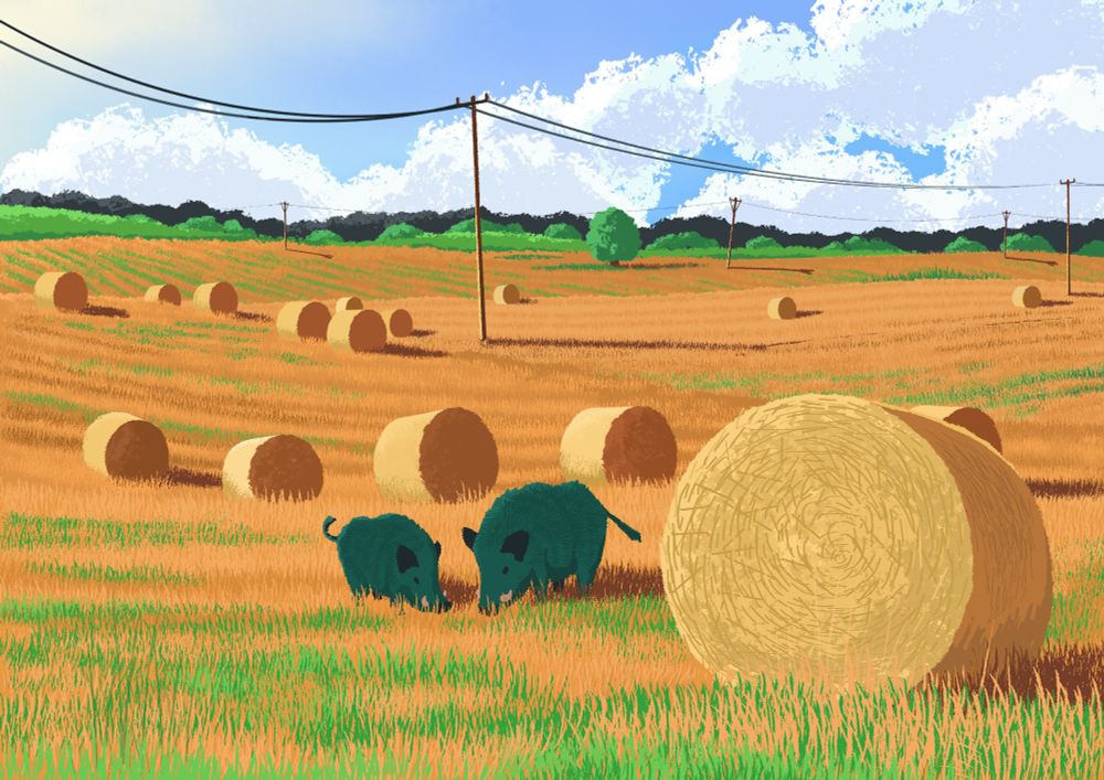 Two wildboars are grazing on a summer meadow surrounded by hay bales. 