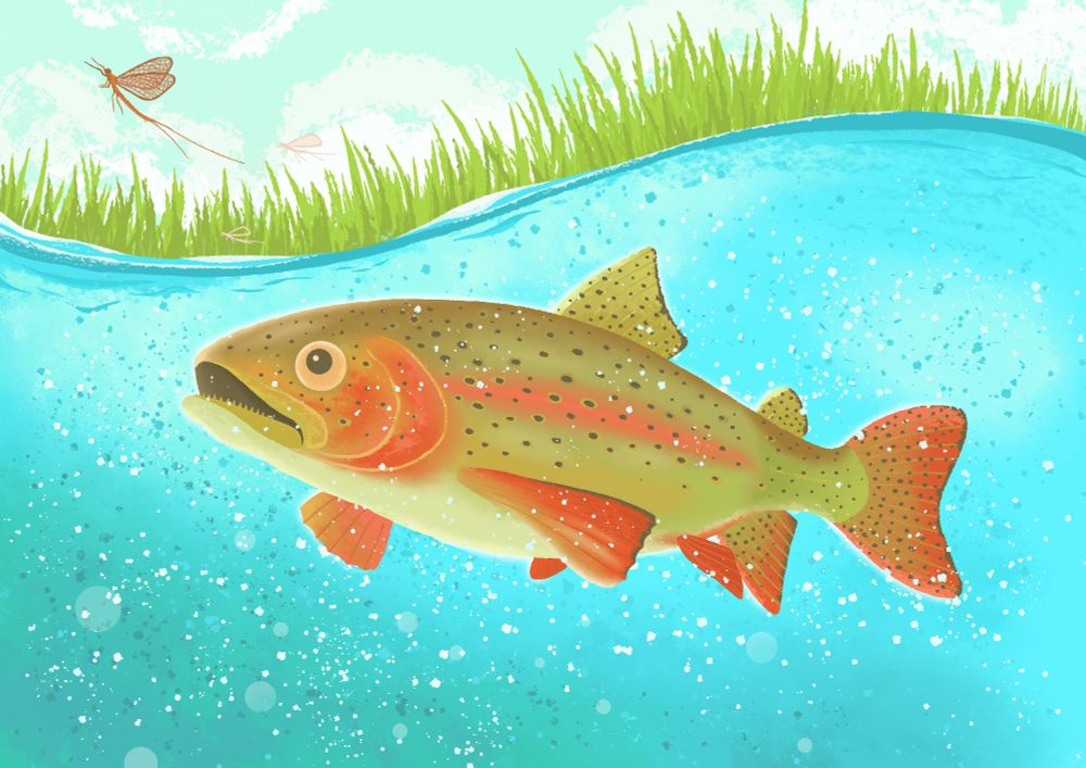 Trout