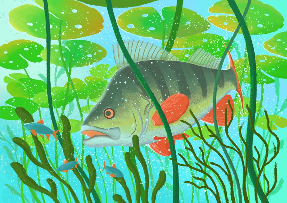 Perch