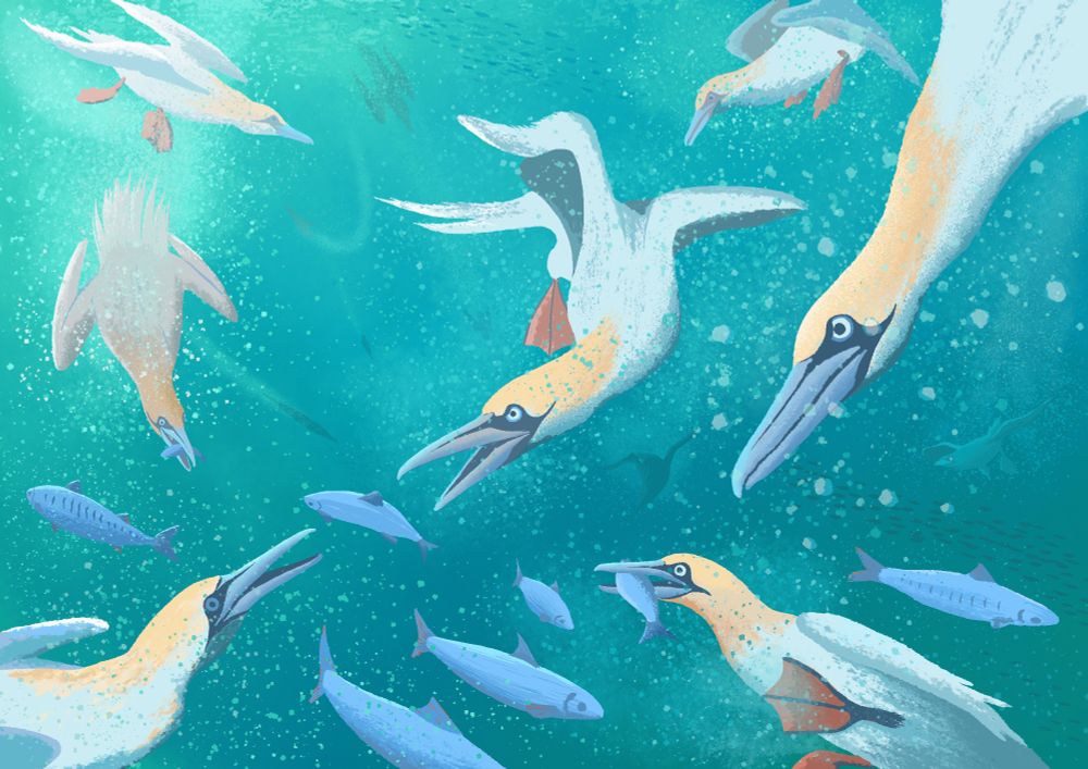 A group of gannets diving underwater in a hunting frenzy.