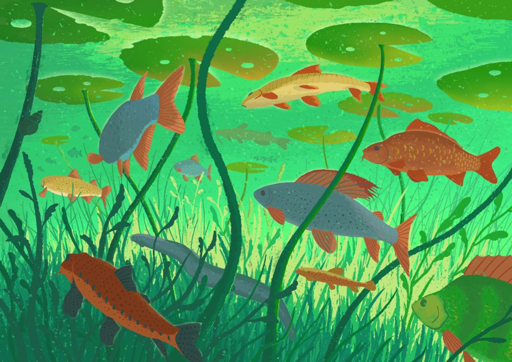 A group of various freshwater fishes swimming peacefully in a shallow river.
