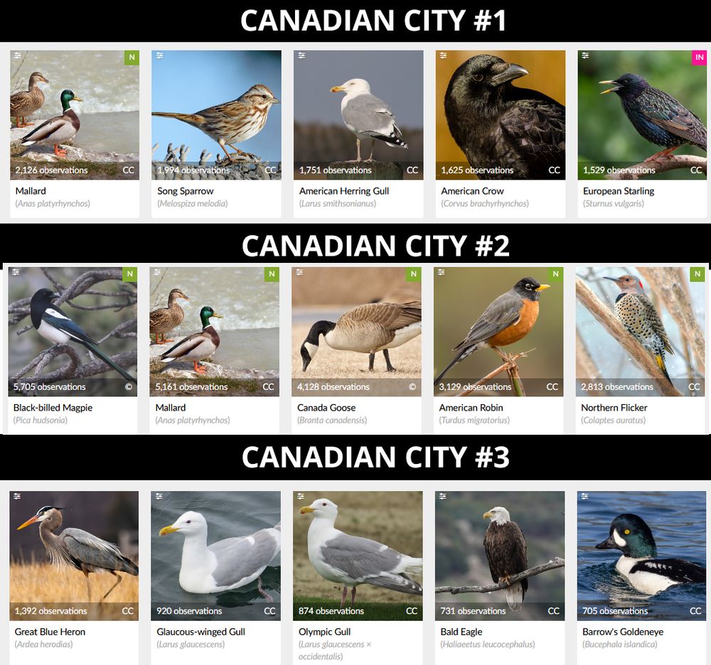 welcome to GUESS! THAT! CANADIAN! CITY! BY! ITS! BIRDS!

Canadian city #1 (Mallard, Song sparrow, American Herring gull, American crow, European starling) is HALIFAX.

Canadian city #2 (Black-billed magpie, mallard, Canada goose, American robin, Northern flicker) is CALGARY

Canadian city #3 (Great blue heron, glaucous-winged gull, Olympic gull, bald eagle, Barrow's goldeneye) is VANCOUVER
