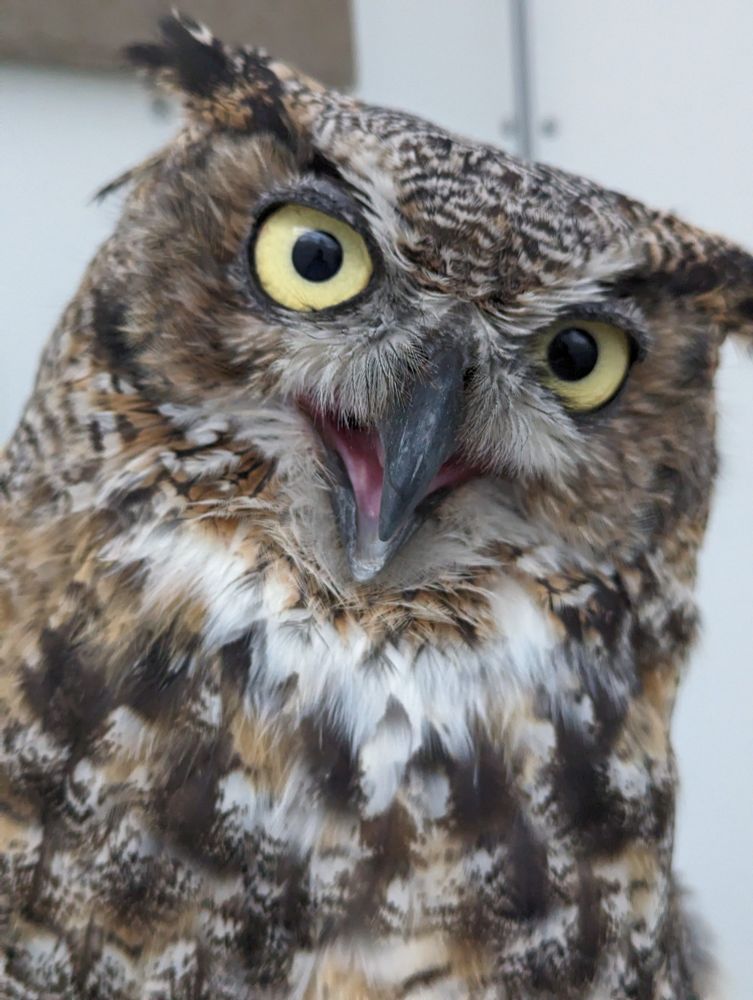 A great horned owl