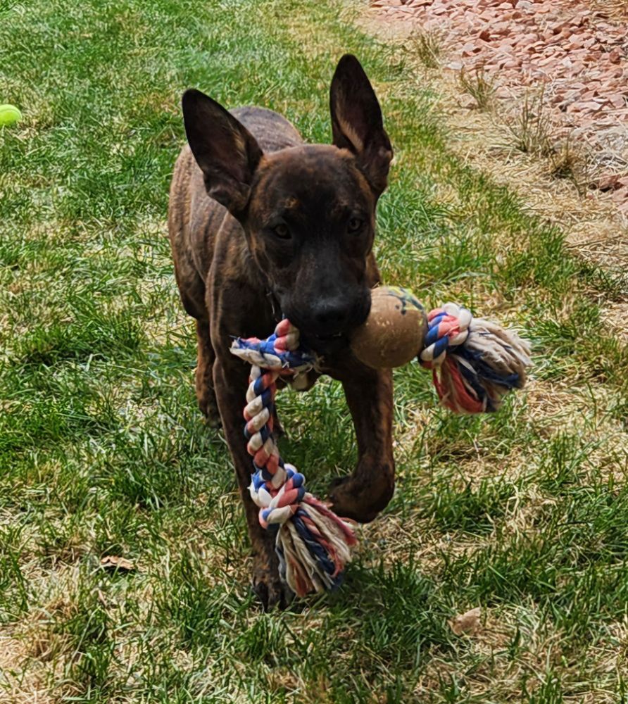 Brindle Malinois/Dutch Shepherd