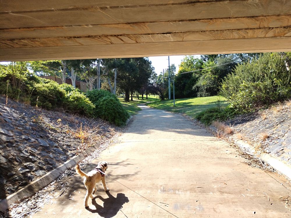 A dog investigates an underpass.