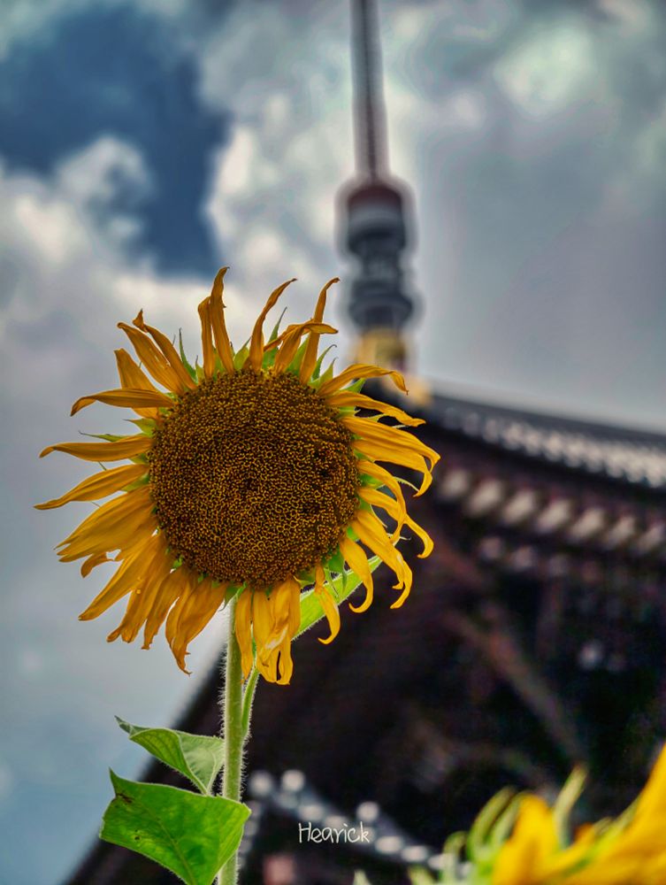 Un tournesol en avant plan, devant un temple flou zn arrière, et finalement la tour de Tokyo visible en fond au dessus.