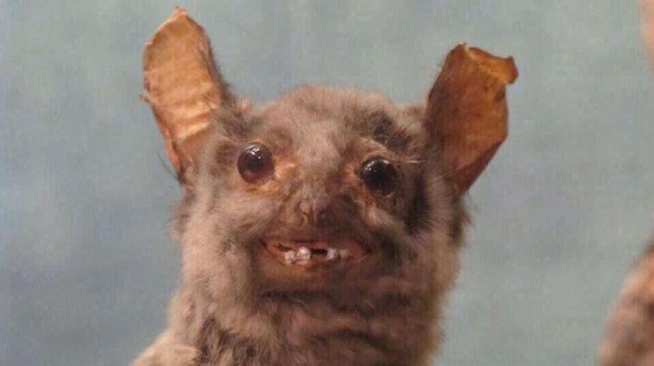 Taxidermy bat goofy