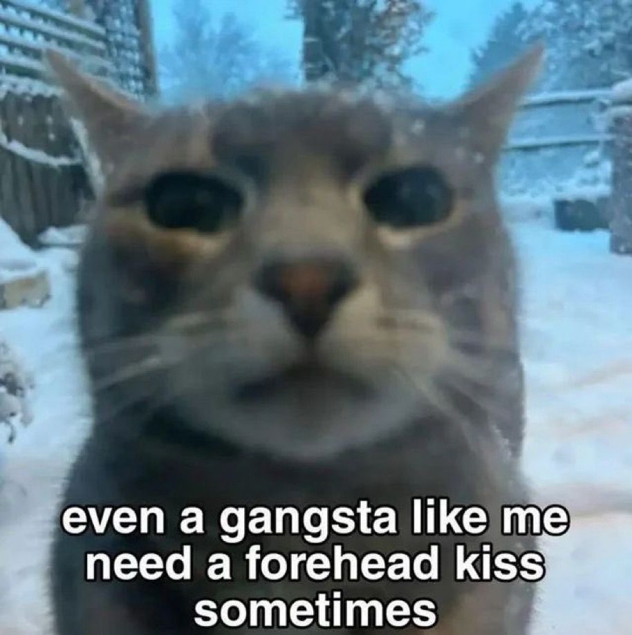 Cat with text: even a gangsta like me need a forehead kiss sometimes