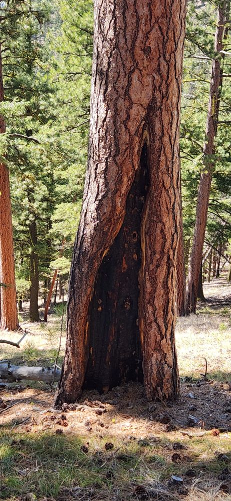 Large fire-scarred ponderosa pine in western Montana 