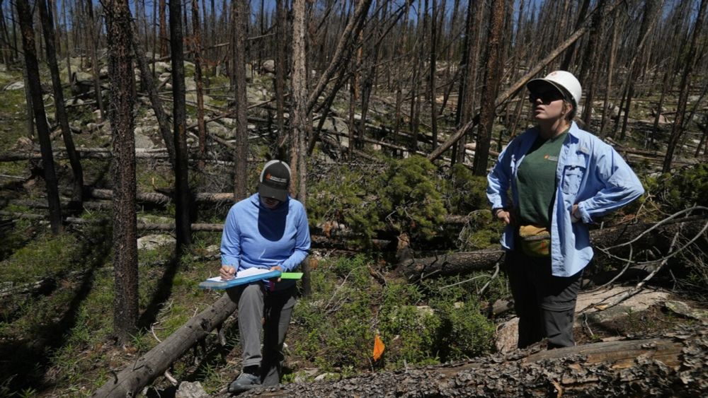 As many forests fail to recover from wildfires, replanting efforts face huge odds -- and obstacles