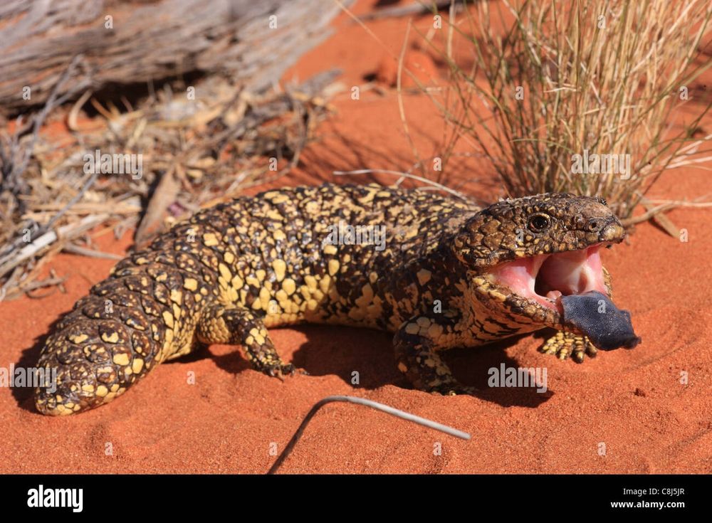 Shingleback lizard