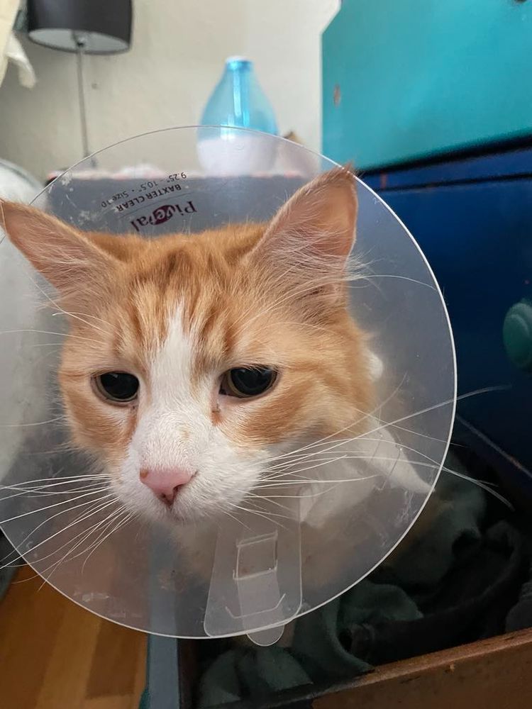 Orange cat wearing plastic dome sitting in dresser drawer.