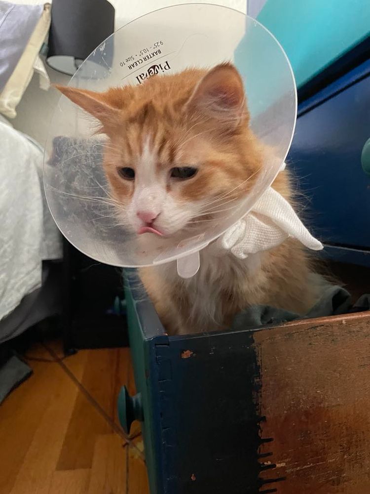Orange cat wearing plastic dome sitting in dresser drawer and licking lips.