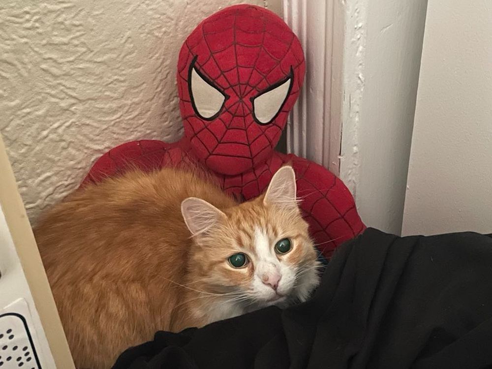 Fluffy orange cat sitting with Spider-Man doll amidst pile of laundry in corner of room. 