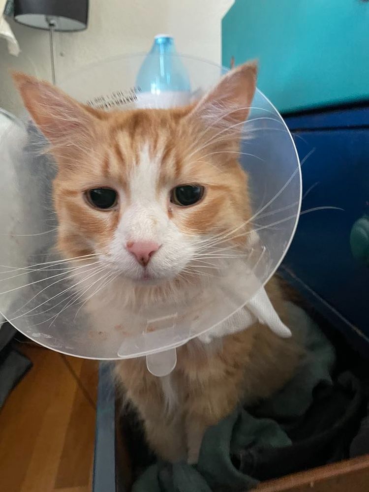 Orange cat wearing plastic dome sitting in dresser drawer. 