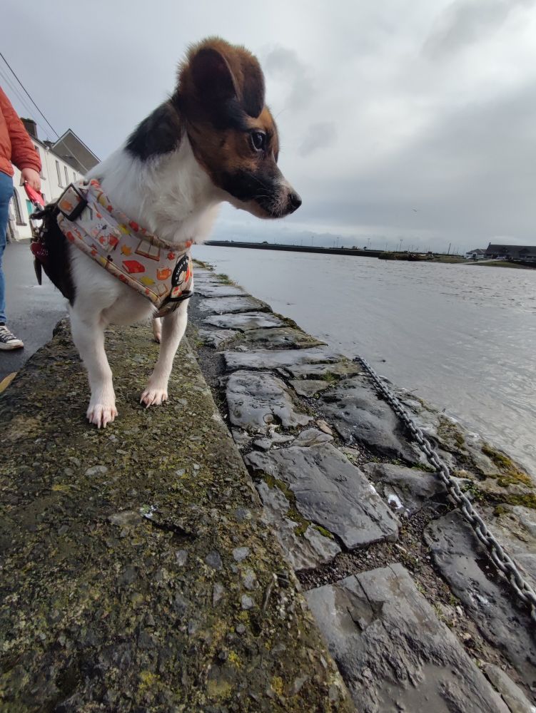 Small dog at Spanish Arch, Galway