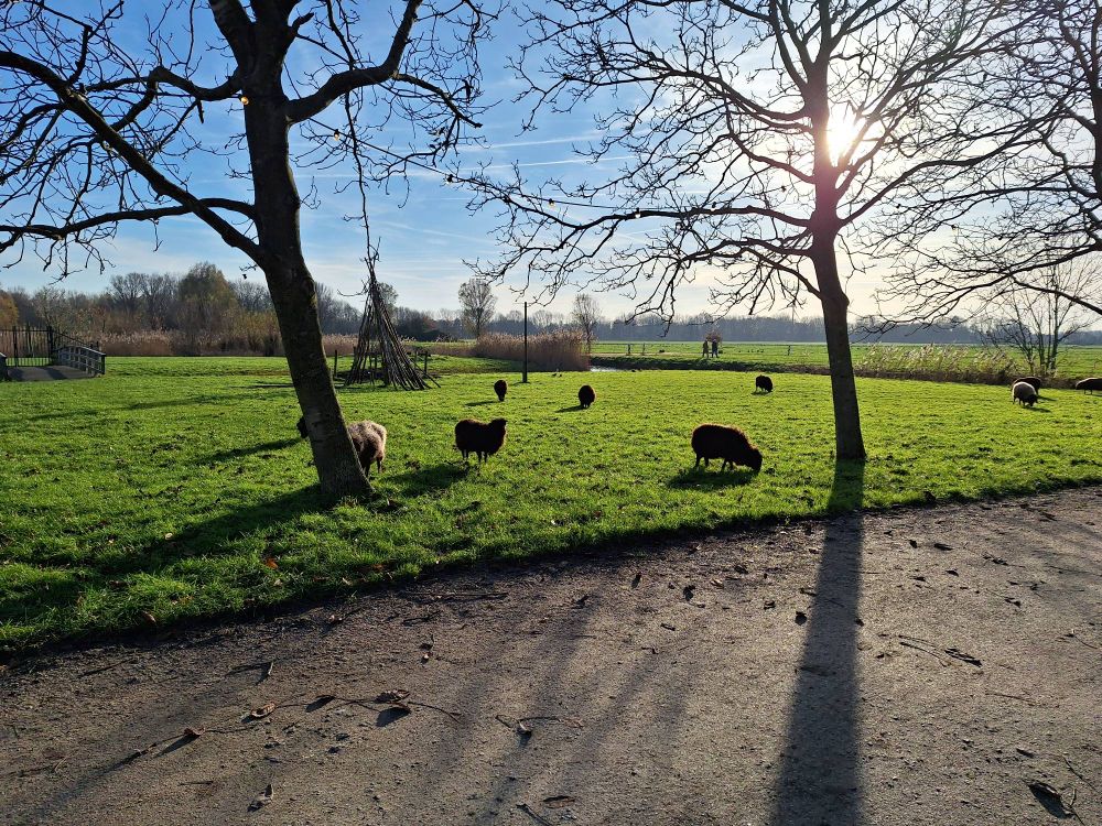 Small sheep in a field with a few trees,  sun and blue sky
