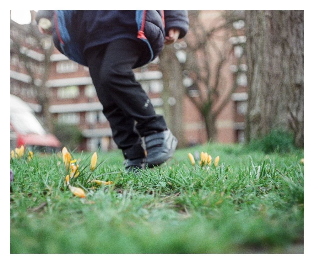 Legs of a small person running on grass with some yellow crocuses with a block of flats in the background