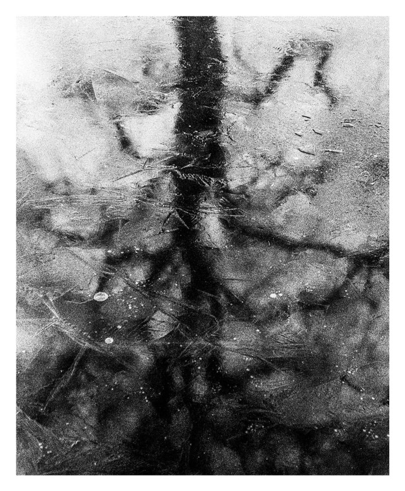 Reflection of a tree on a frozen river. Black and white.