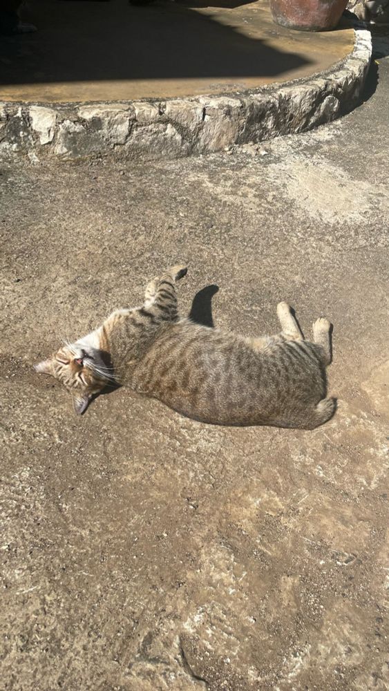 Gray cat sunning itself