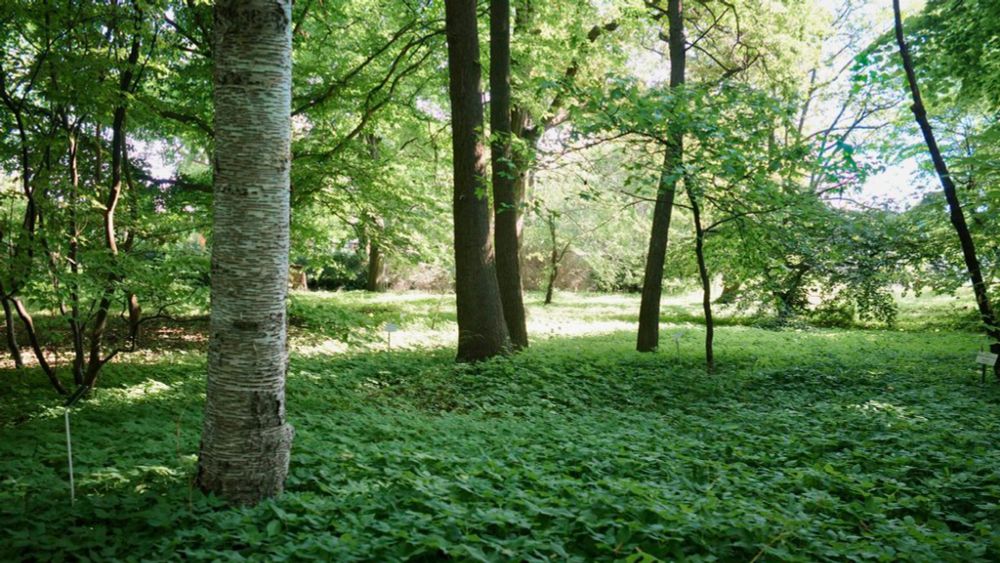 Späth-Arboretum in Berlin-Treptow - BerlinSpazierer.de