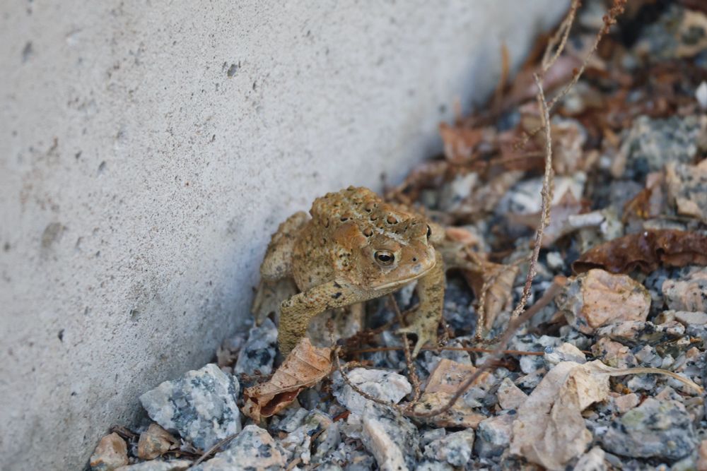 The same toad sitting on top of the gravel next to a concrete foundation. 