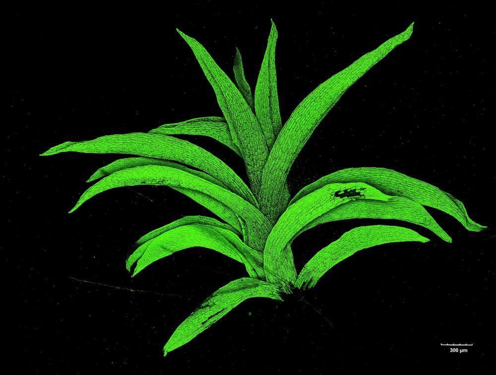 A green fluorescence image of a moss gametophore, comprised of a series of “leaves” or phyllids that are overlapping each other, similar to leaves in grasses. Individual cells are packed with autofluorescent chloroplasts. 