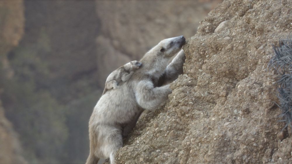 a baby giant ground sloth (unsure of taxon) clings to its mother's back as the mother climbs a cliff-face