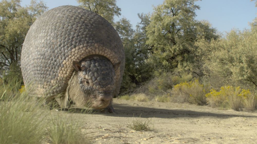 a glyptodont in a grassy plain