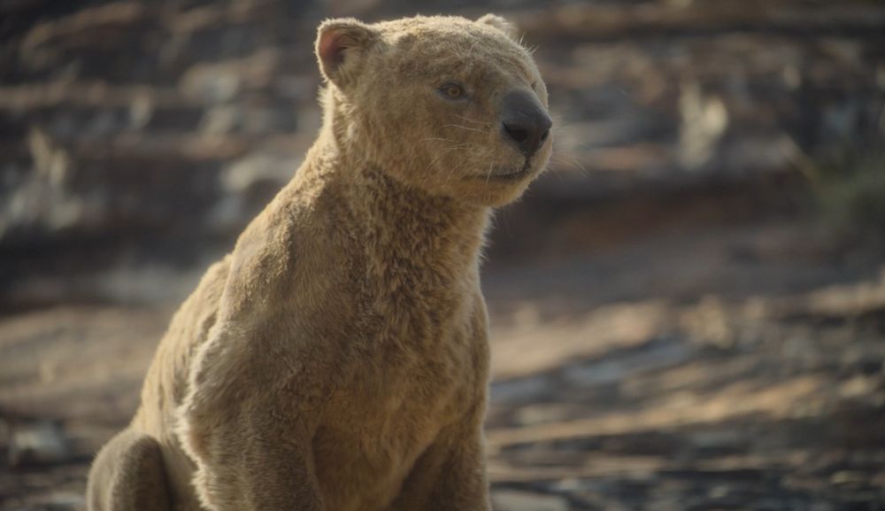 a still from 'prehistoric planet: ice age' of the so-called marsupial lion thylacoleo carnifex, a carnivorous relative of koalas who looks a well-loved plushie i want to hug even though they would kill me in a heartbeat