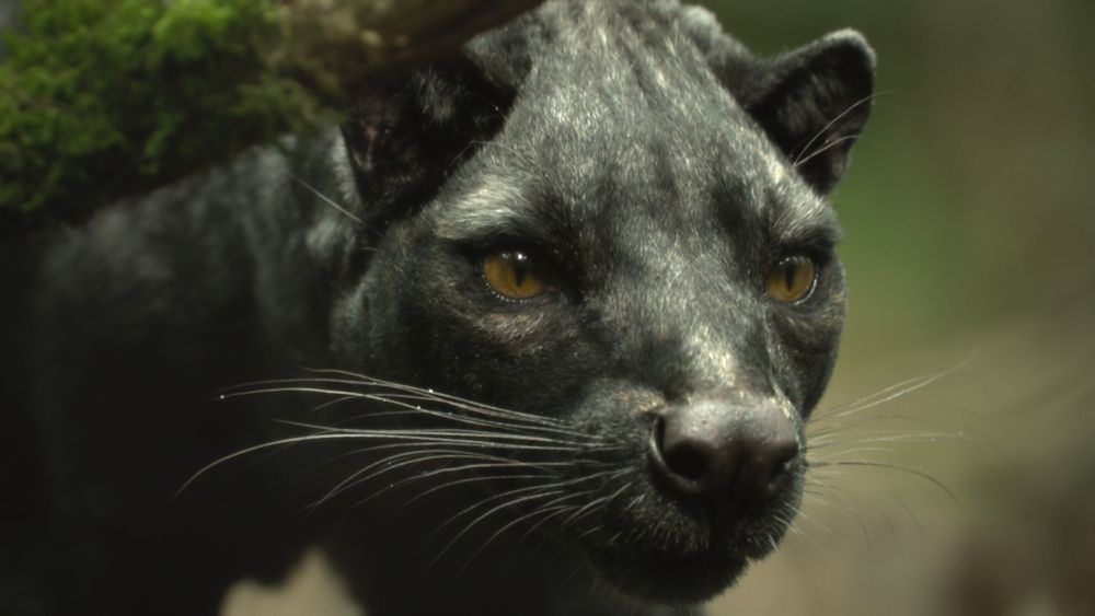 another still image from the trailer, this time showing cryptoprocta spelaea aka the cave or giant fossa, which is depicted with predominantly dark grey fur in contrast to the chestnut-brown colouration of the living species, c. ferox
