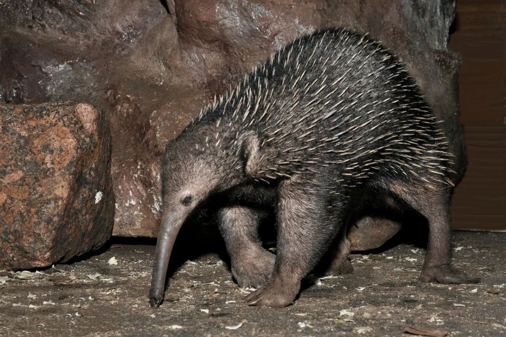 a photograph of a western long-beaked echidna