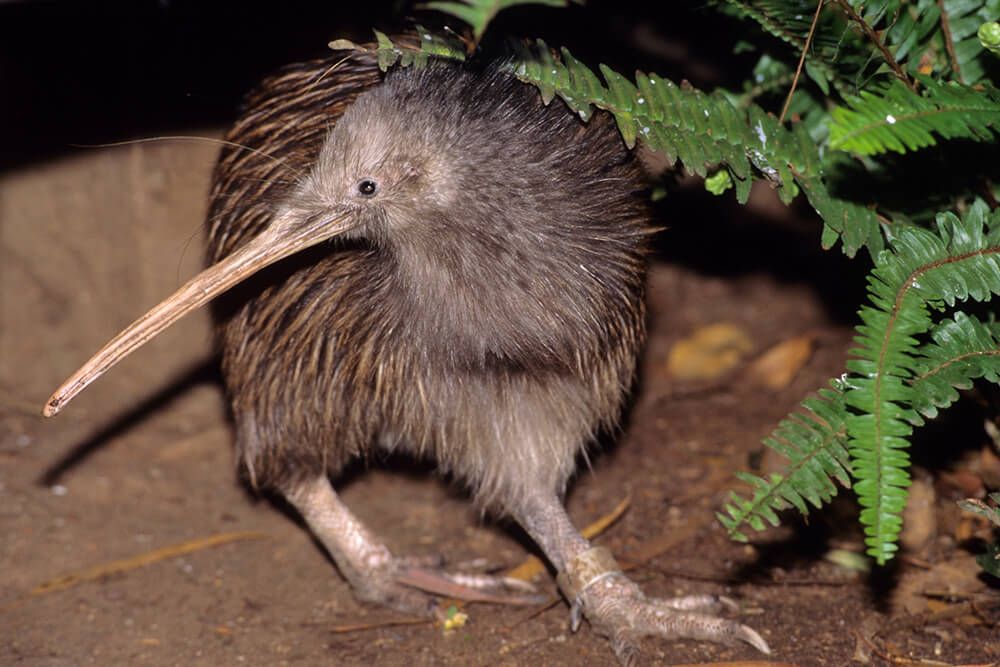 a photograph of a north island brown kiwi bird