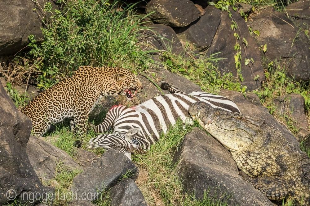 the zebra is now dead; the leopard, its teeth stained with blood, bares its fangs in a ferocious snarl, refusing to back down from the much larger crocodile
