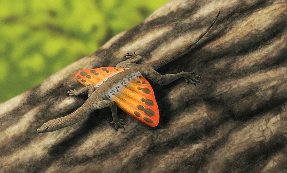 art of mecistotrachelos relaxing on a tree