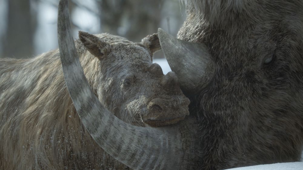 a baby elasmotherium and mother