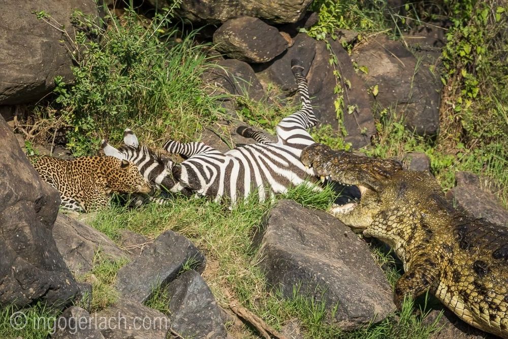 a photograph of a nile crocodile and a leopard both attacking a fallen zebra on the rocky shoreline of a river; the crocodile bites into the zebra's flank, whereas the leopard grabs the zebra by the back of the neck, near the base of the skull