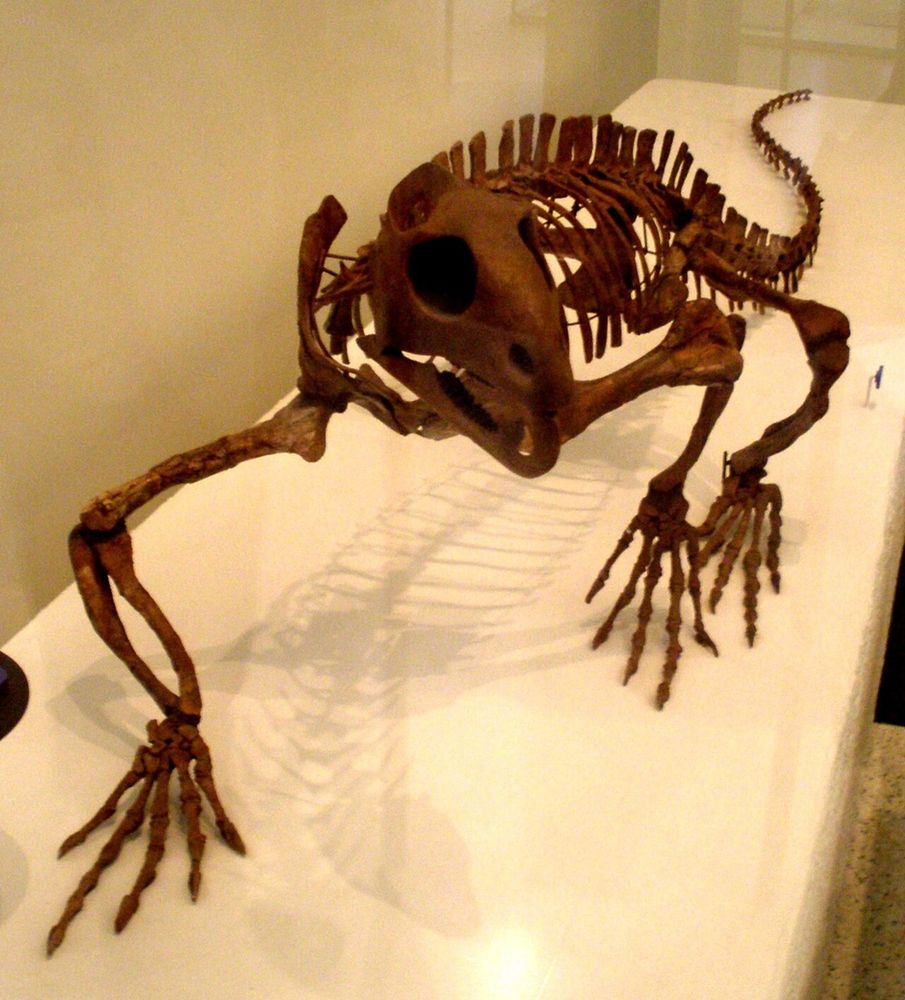 a mounted trilophosaurus skeleton