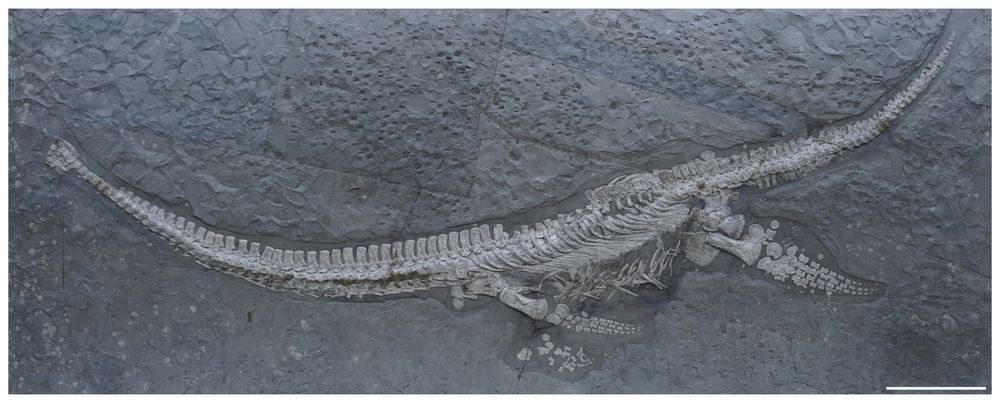 a photograph of the plesionectes holotype