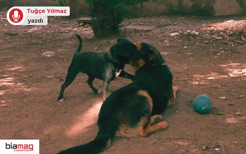 Görselde toprak bir alanda, biri ayakta diğeri yere uzanmış iki köpek oyun oynarken görülüyor. Yanlarında mavi bir top yer alıyor. Arka planda ağaçlar ve duvar dikkat çekiyor. Sol üstte “Tuğçe Yılmaz yazdı”, sol altta ise “biamag cumartesi” logosu bulunuyor. Görsel sıcak ve samimi bir atmosfer yansıtıyor.