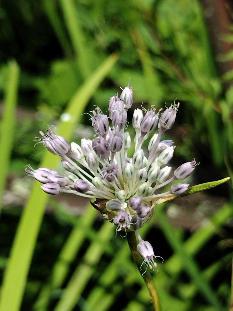 Purplish blue accents on white cupped flowers of a tiny allium flowerhead. Swords of green and various black browns round out the blurry background.