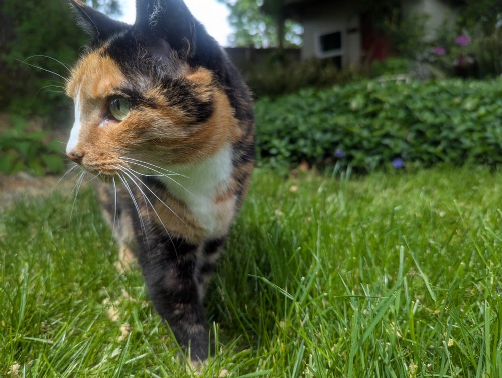 A photo of a tortoiseshell cat with calico coloring, looking to her right while standing in green grass. 