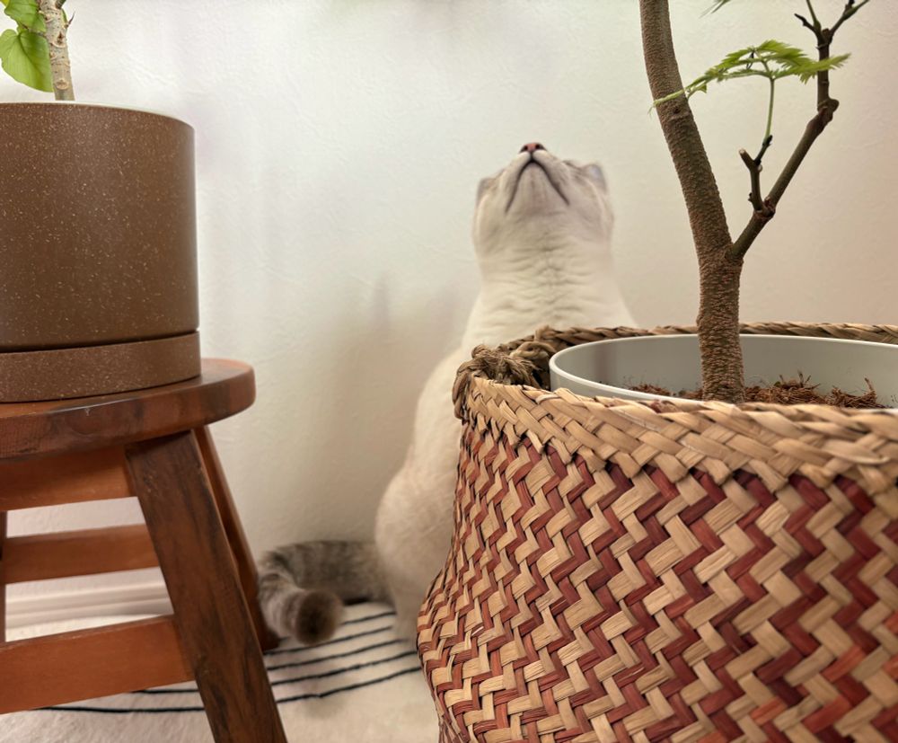猫ちゃんと観葉植物
