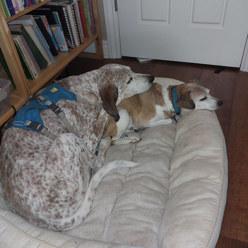 Two dogs on a white dog bed
 The larger spotted dog with a small blue harness has her head on the smaller broen and white dog with a blu collar. 