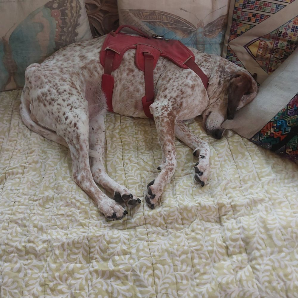 Rusty brown spotted white dog snoring away on the couch pushed up against colorful pillows. She's wearing a red three point harness. 