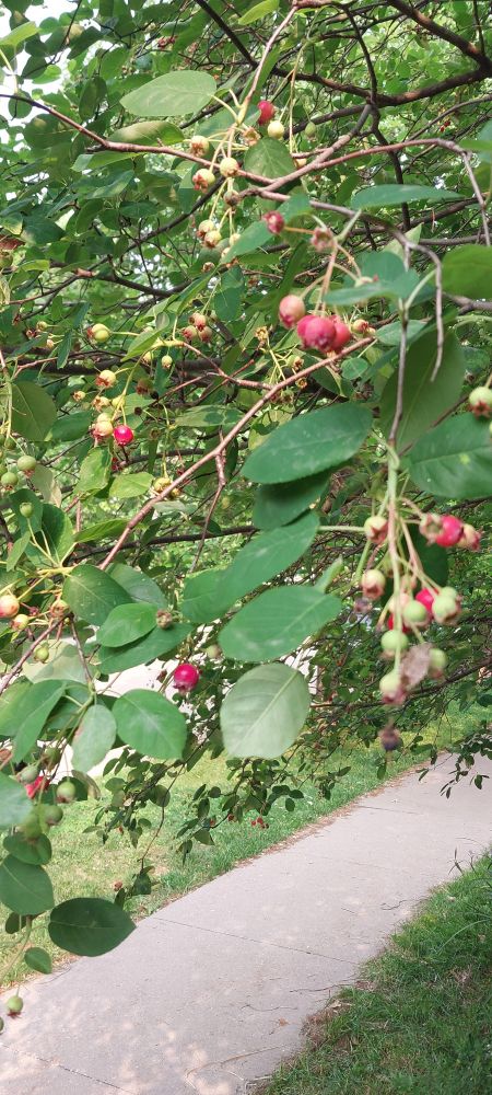 Red and green berries on a tree branch with green oval leaves.